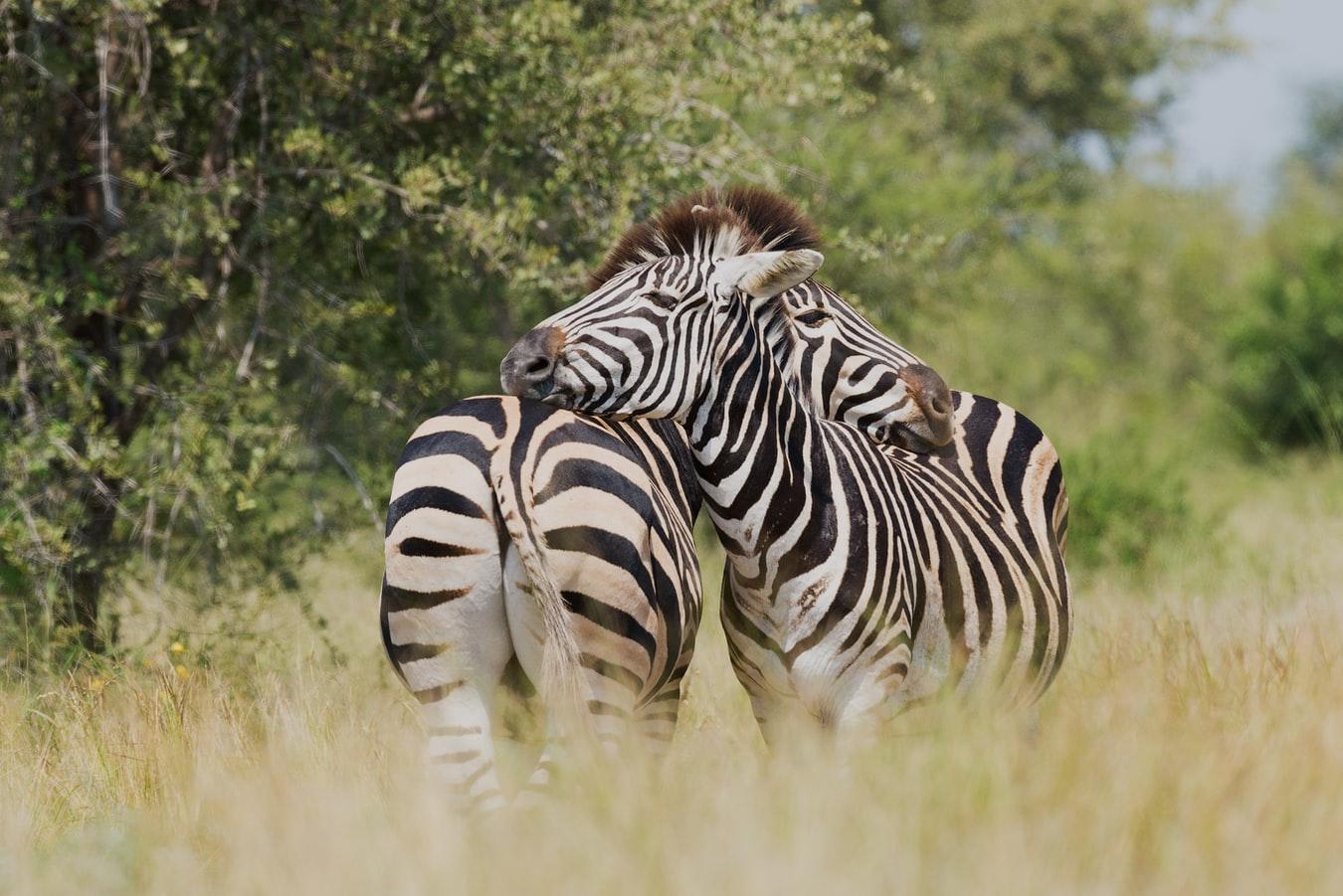 Safari in South Africa - Kruger National Park - background banner